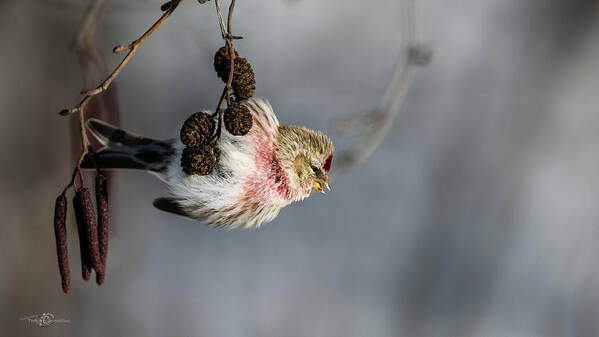 Redpoll On The Alder Twig Poster featuring the photograph Redpoll hanging on the alder twig searching for seed in the cone by Torbjorn Swenelius