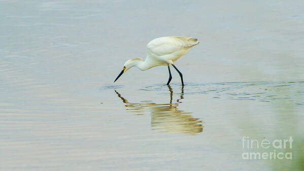 Photography Poster featuring the photograph Reflecting Snowy Egret by Sharon Mayhak