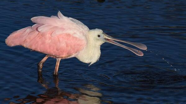  Roseate Spoonbill Poster featuring the photograph Roseate Spoonbill by Chip Gilbert