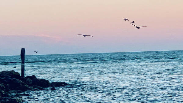 Birds Poster featuring the photograph Seabirds Feeding at Sunset in Captiva Island Florida off the Jetty by Shelly Tschupp