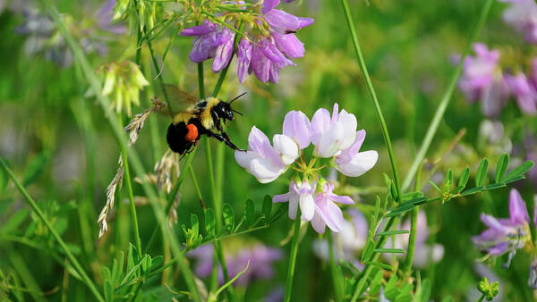 A Bee Collecting Pollen From Pink Wildflowers Poster featuring the photograph Shades Of Nature 9 by Gordon Semmens