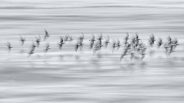 Animals;birds;sanderling;flight; Poster featuring the photograph Silvery Flight by Benjamine Hullot Scalvenzi