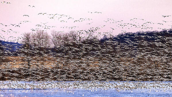 Snow Geese Migration Poster featuring the photograph Snow Geese Migration by Mei Yong