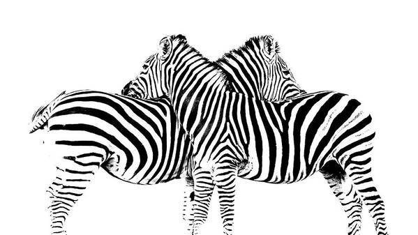 Zebra Poster featuring the photograph Stripes by Hamish Mitchell