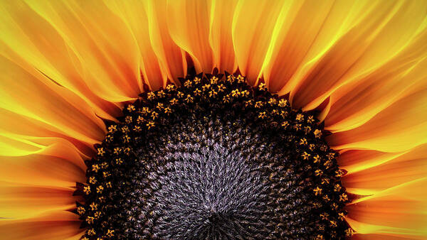 Flora Poster featuring the photograph Sunflower Dreams by Carl H Payne