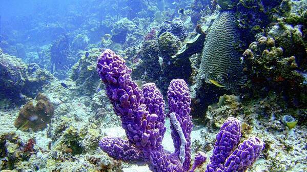 Sponge Poster featuring the photograph The Purple Sponge by Climate Change VI - Sales