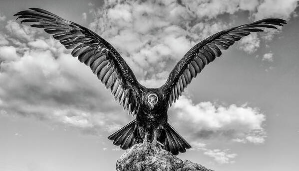 Turkey Vulture Poster featuring the photograph Turkey Vulture BW by Rick Mosher