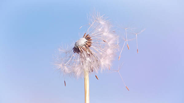 Dandelion Poster featuring the photograph Under The Blue Sky by Jaroslav Buna