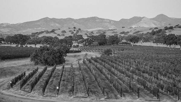 B&w Poster featuring the photograph Vineyard in California by John McGraw