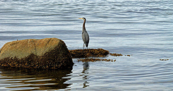 Ocean Poster featuring the photograph Wary Heron by Cameron Wood