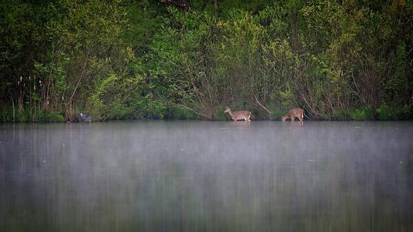 Wildlife Poster featuring the photograph Water Grazing Deer by John Benedict