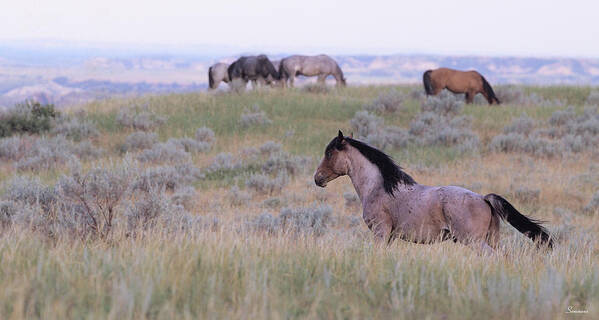 Wild Horses Poster featuring the photograph Wild Horses 21 by Gordon Semmens