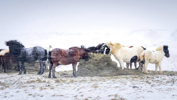 Iceland Poster featuring the photograph Winter Horses by Framing Places