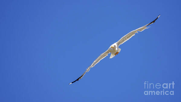 Outdoors Poster featuring the photograph Yellow-legged Gull Flying Blue Sky by Pablo Avanzini