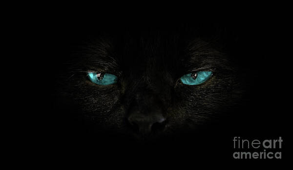 Cat Poster featuring the photograph Cat blue eyes #1 by Benny Marty