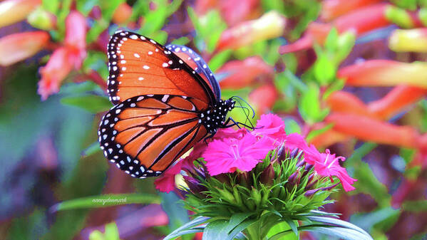 Queen Butterfly Poster featuring the photograph Colorful Queen Scene #1 by Nancy Denmark