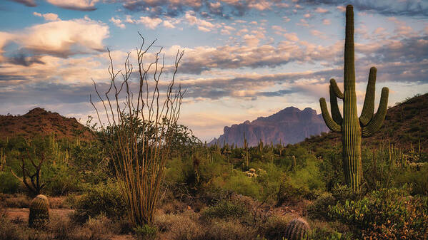 Saguaro Sunset Poster featuring the photograph A Beautiful Desert Evening #2 by Saija Lehtonen