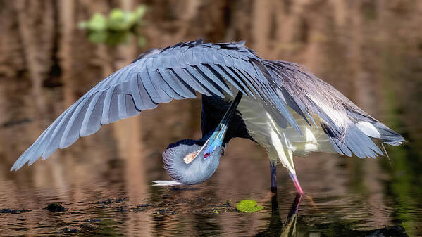 Heron Poster featuring the photograph Tricolored Heron #2 by Bill Dodsworth