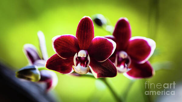 Background Poster featuring the photograph Red Orchid Flower #3 by Raul Rodriguez