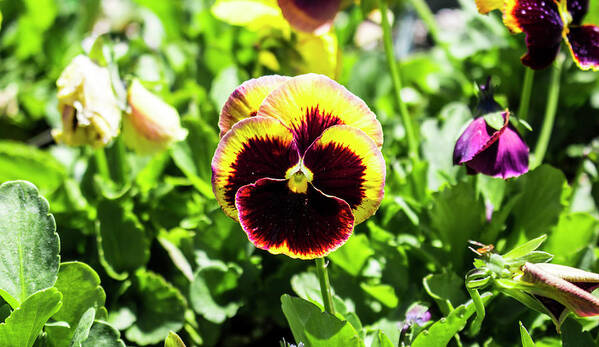 Pansy Poster featuring the photograph Angel Wings by Daniel Politte