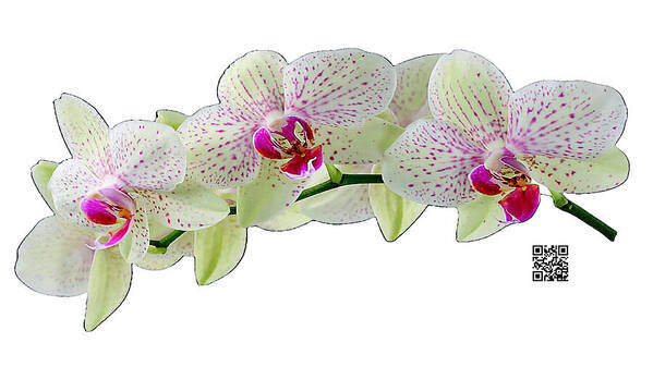 Orchids Poster featuring the mixed media As Delicate as You by Rafael Salazar