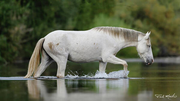 Stallion Poster featuring the photograph Autumn Crossing. by Paul Martin