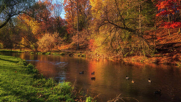 Lehigh Parkway Poster featuring the photograph Autumn Ducks on the Little Lehigh Creek by Jason Fink