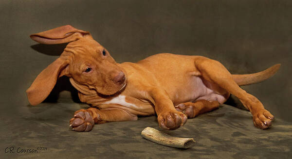 Bailey Poster featuring the photograph Bailey and Her Bone by CR Courson