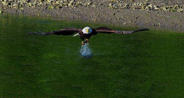  Hood Poster featuring the photograph Bald Eagle Catching a fish by Gary Langley