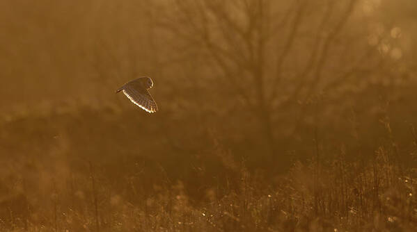 Barn Poster featuring the photograph Barn Owl At Sunset by Pete Walkden