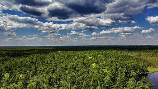 Franklin Parker Preserve Poster featuring the photograph Beautiful Pine Barrens Landscape by Louis Dallara