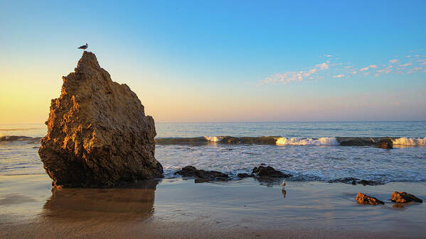 Beach Poster featuring the photograph Bird on a Rock after Sunrise by Matthew DeGrushe