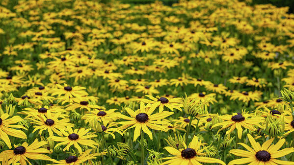 Black Poster featuring the photograph Black-eyed Susans by Nigel R Bell