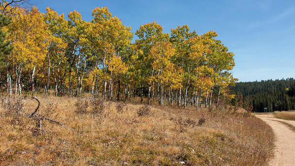 Golden Leaves Poster featuring the photograph Black Hills Aspens Golden Color by Cathy Anderson