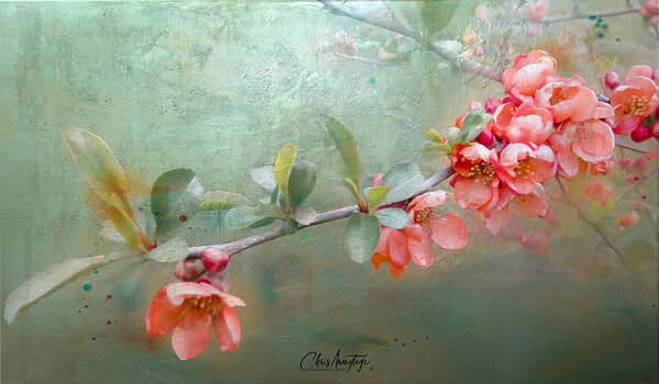 Spring Blossoms Poster featuring the mixed media Blossoms on a branch, the seasons softly changing by Chris Armytage