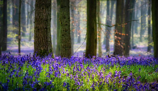 Landscape Poster featuring the photograph Bluebell wood 2 by Remigiusz MARCZAK