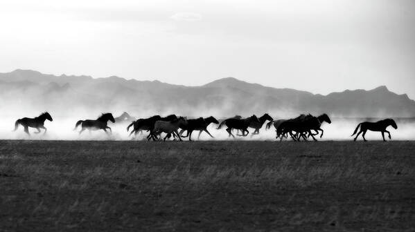 Wild Horse Poster featuring the photograph BnW Running Stallions in Dust by Dirk Johnson