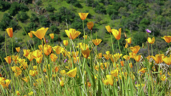 Poppies Poster featuring the photograph California Gold by Brett Harvey