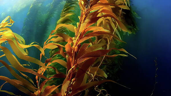 California Poster featuring the photograph California Kelp Forests by Russ Harris
