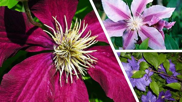 Clematis Poster featuring the photograph Clematis Blossoms by Nancy Ayanna Wyatt