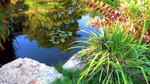 Landscape Poster featuring the photograph Colorful Water Plant Landscape Garden by Patrick Malon