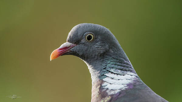 Common Wood Pigeon Poster featuring the photograph Common Wood Pigeon s portrait by Torbjorn Swenelius