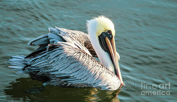 Pelican Poster featuring the photograph Cruising Along by Joanne Carey