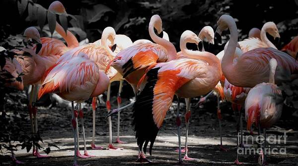 Flamingo Poster featuring the photograph Denver Zoo Flamingo by Veronica Batterson