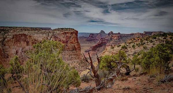  Poster featuring the photograph Desert Canyon by Laura Terriere