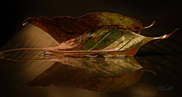 Leaves Poster featuring the photograph Done And Down by Rene Crystal