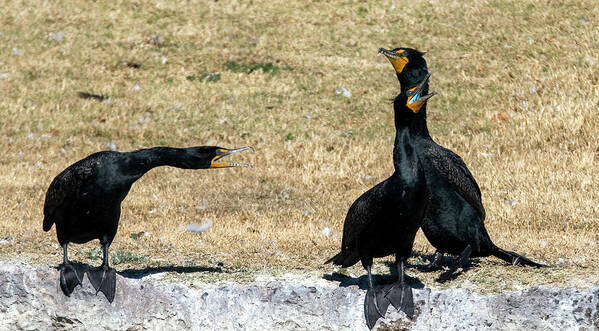Double-crested Cormorants Poster featuring the photograph Double-crested Cormorant 8292-021922-2 by Tam Ryan