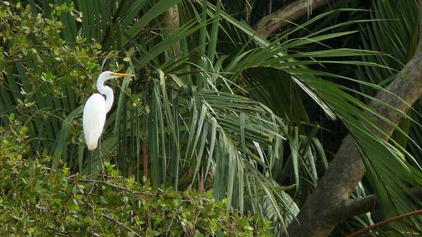 Egret Poster featuring the photograph Egret in the jungle by Robert Bociaga