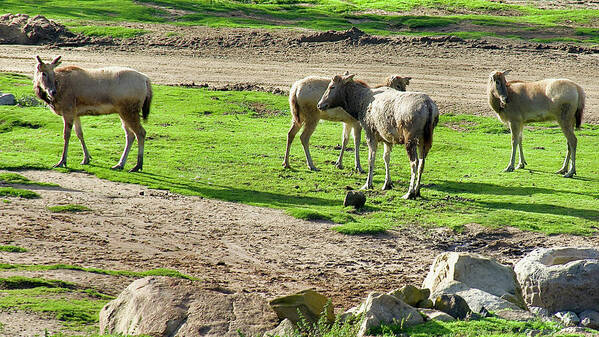 Elands Grazing In San Diego Zoo Safari Park Poster featuring the photograph Elands Grazing in San Diego Zoo Safari Park, California. by Ruth Hager
