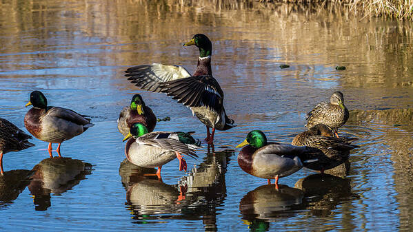 Birds Poster featuring the photograph Flaping Our Wings - Mallard Ducks by Louis Dallara